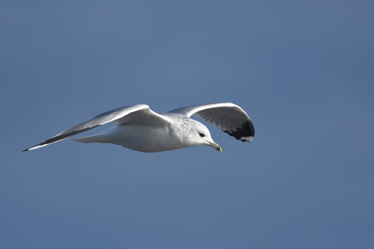 Common Gull - Andreas Deissner