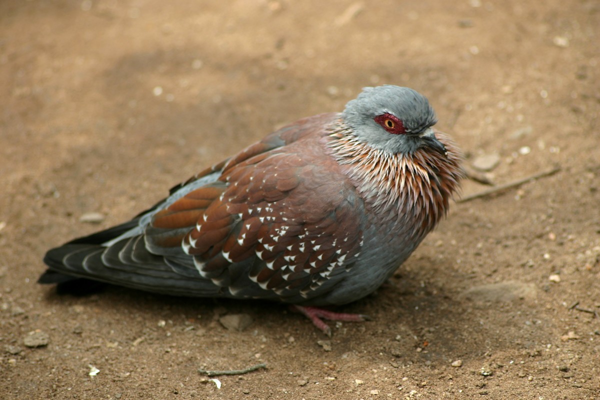 Pigeon biset (forme domestique) - ML616864719