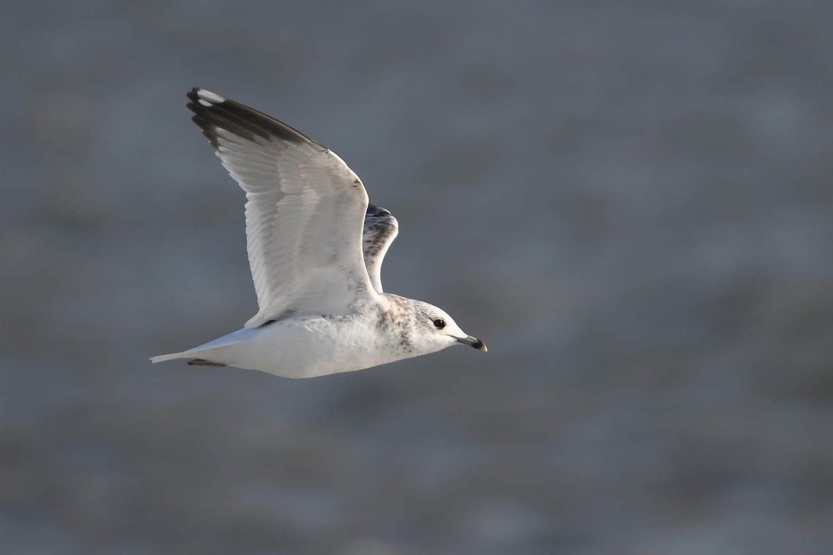 Common Gull - Andreas Deissner