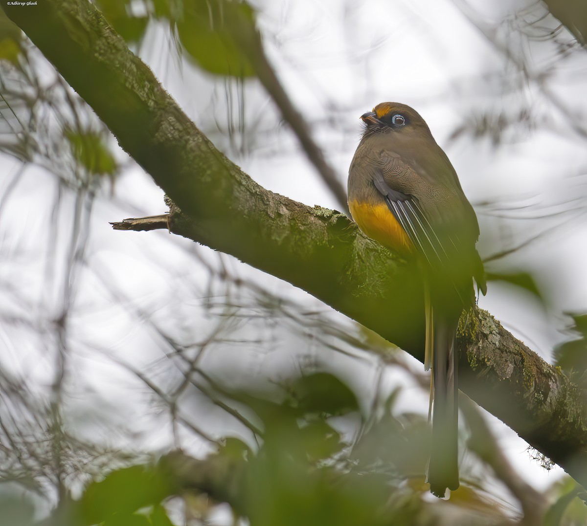 Ward's Trogon - ML616864737