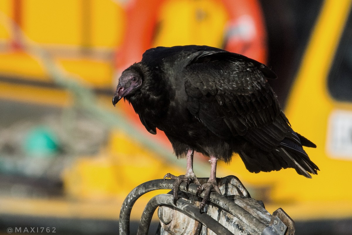 Turkey Vulture - ML616864771