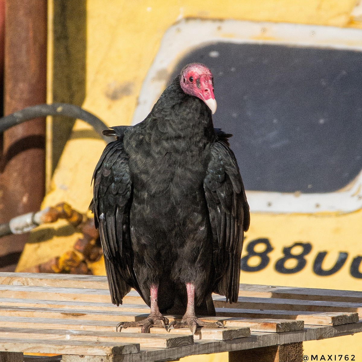 Turkey Vulture - ML616864772