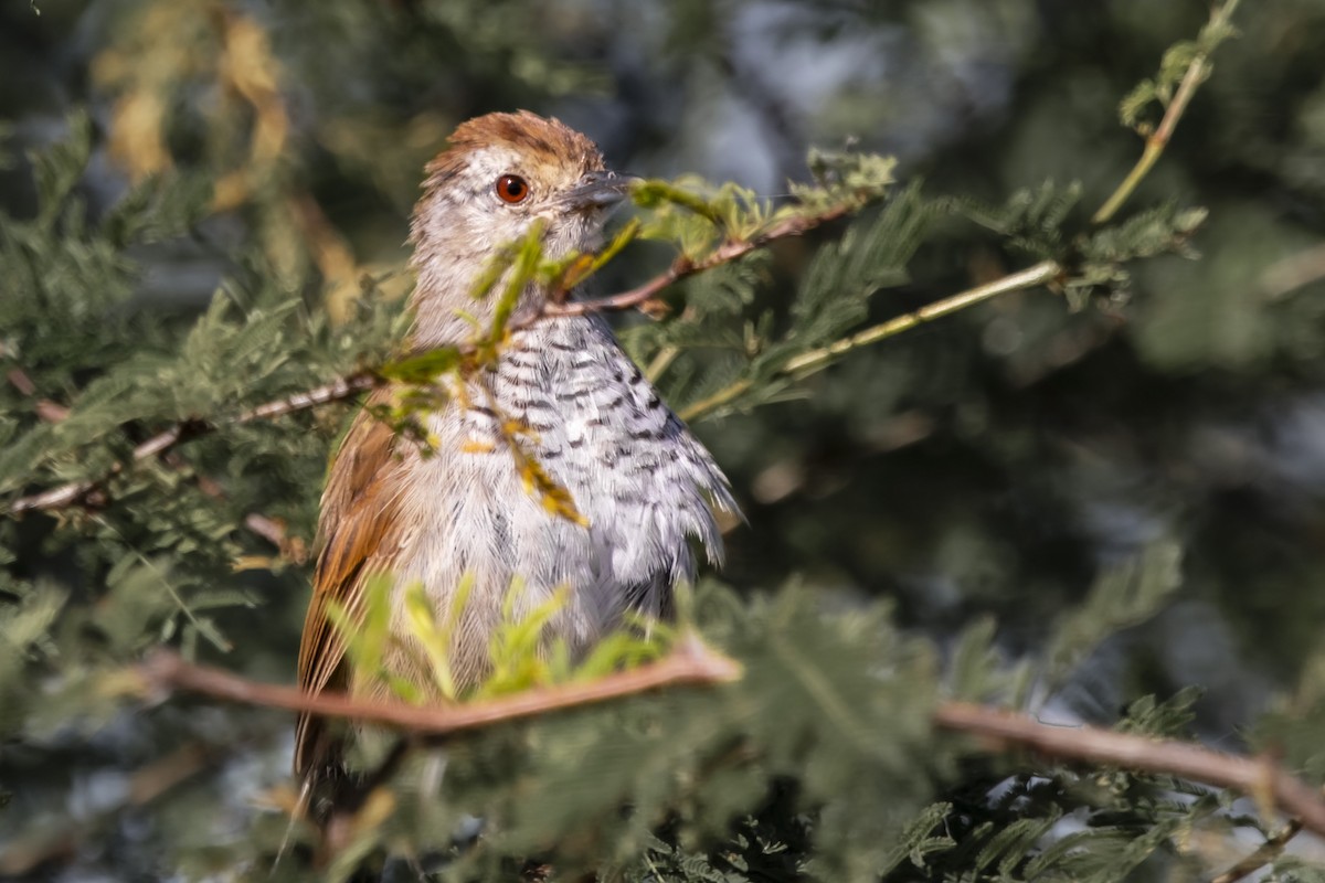 Rufous-capped Antshrike - INÉS Gundi