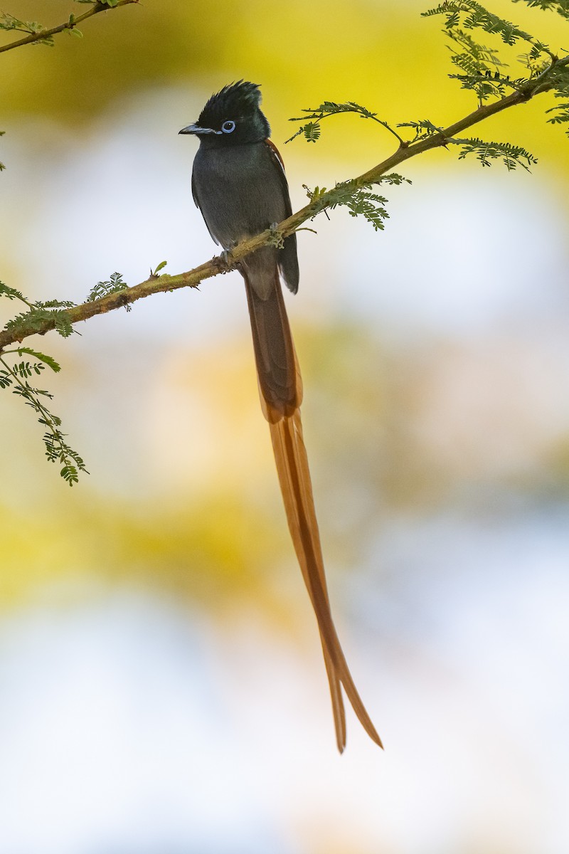 African Paradise-Flycatcher - ML616864857