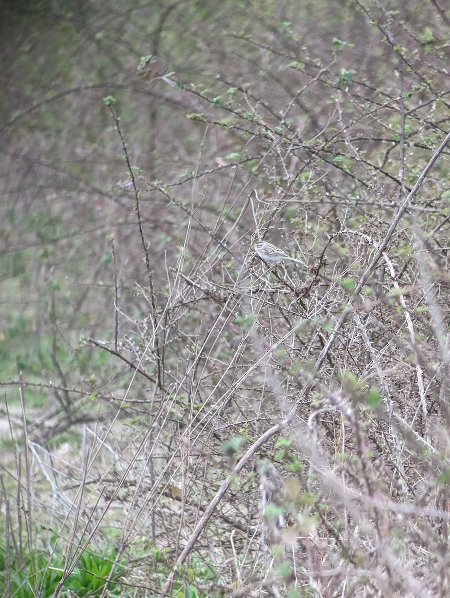 Clay-colored Sparrow - Carolyn Rubinfeld 🦆