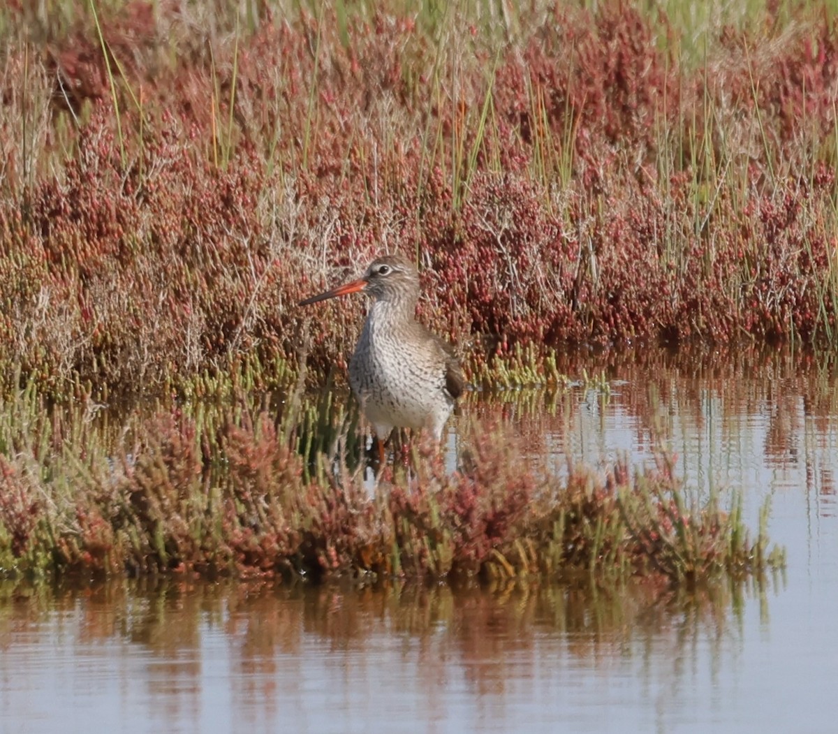 Common Redshank - ML616864919