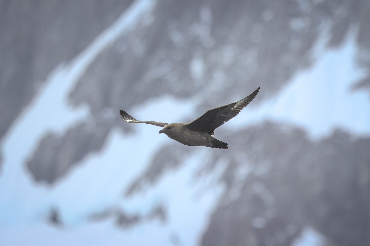 skua sp. - Skip Russell