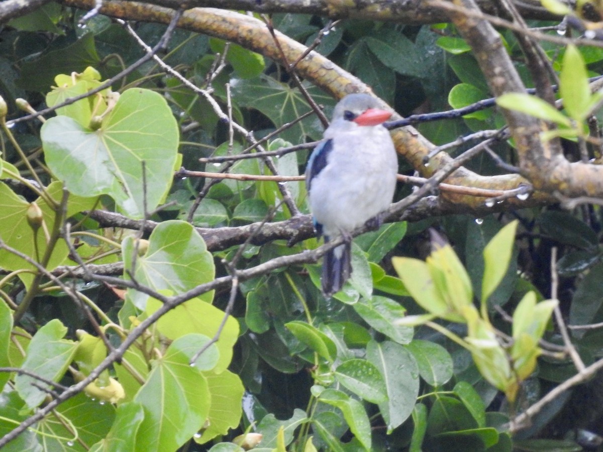 Mangrove Kingfisher - ML616865049