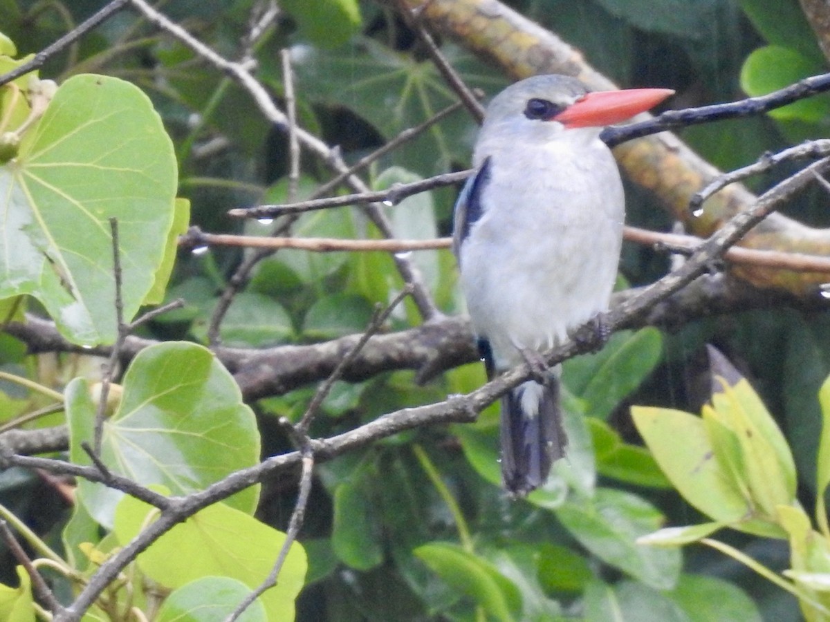 Mangrove Kingfisher - Nick Odio