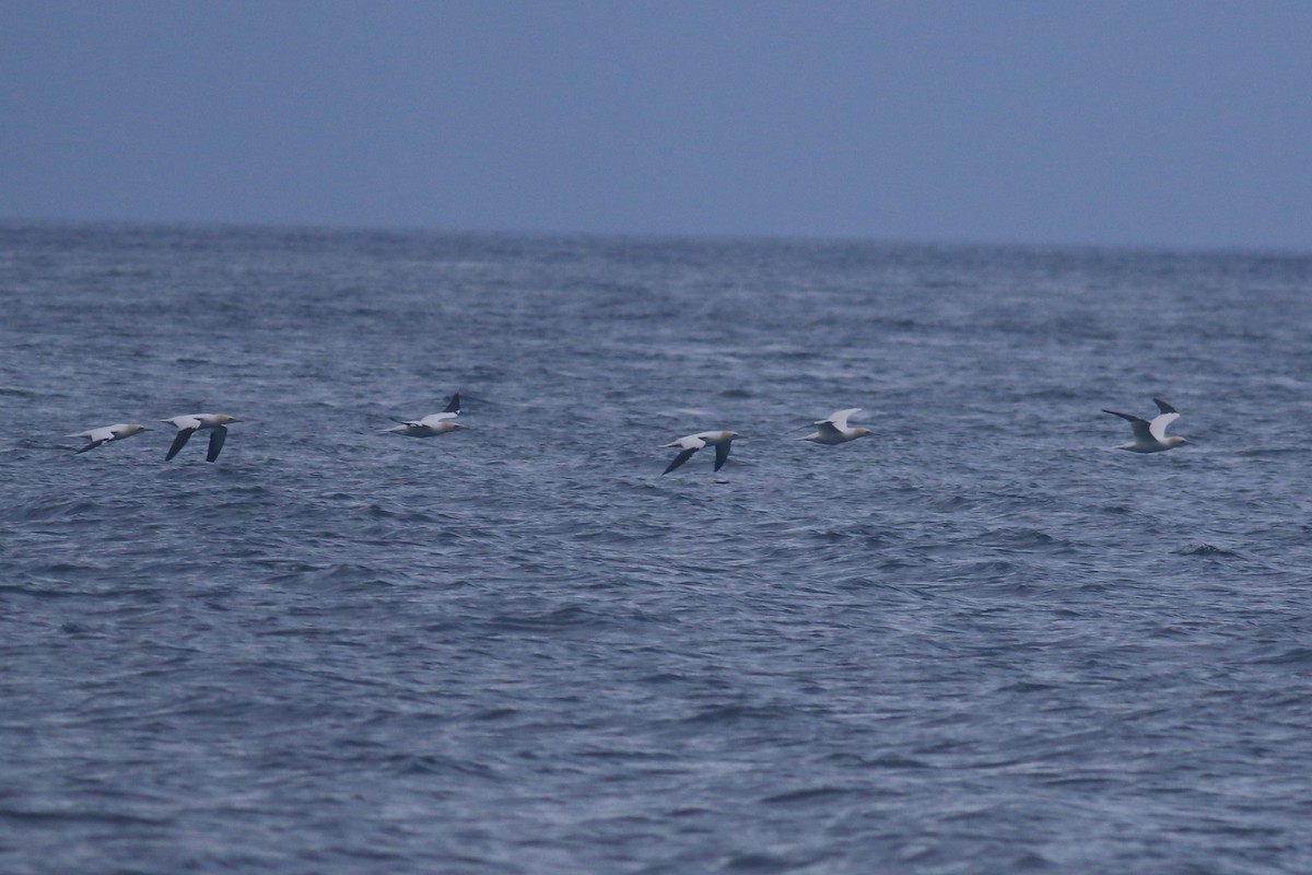 Northern Gannet - ML616865159