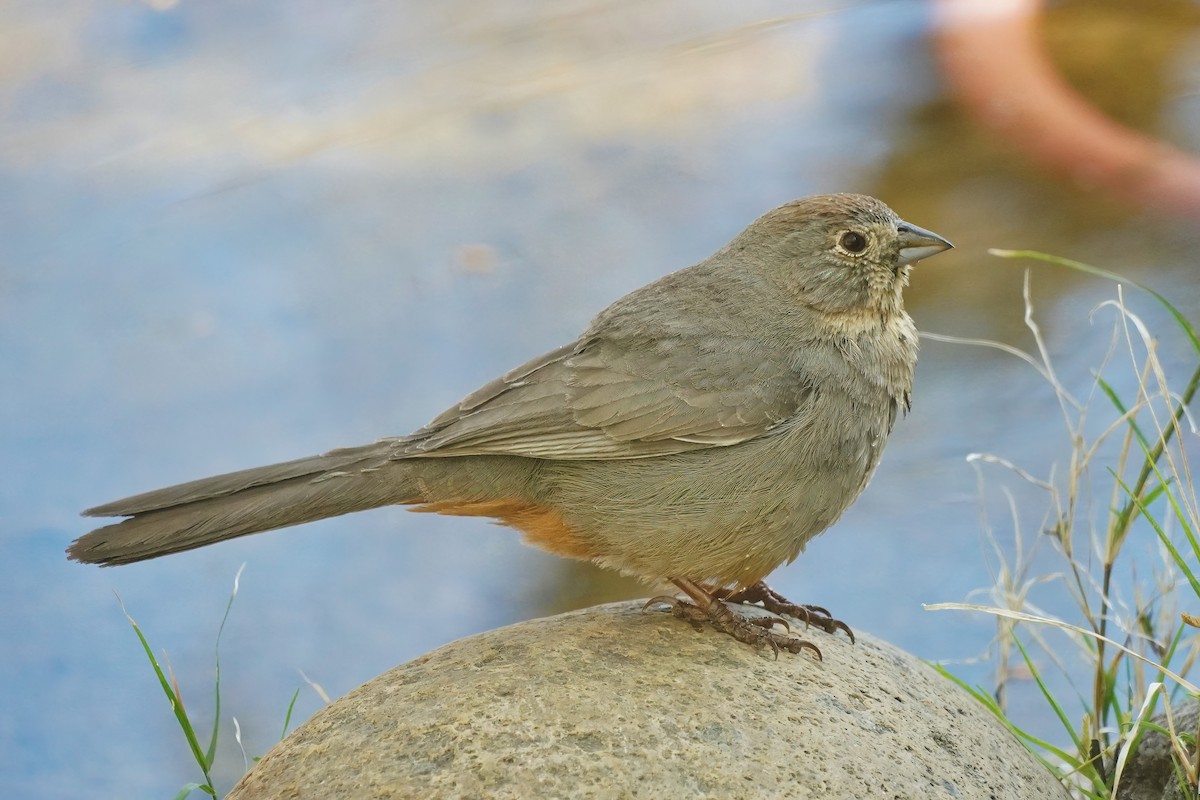 Canyon Towhee - Joanne Kimura