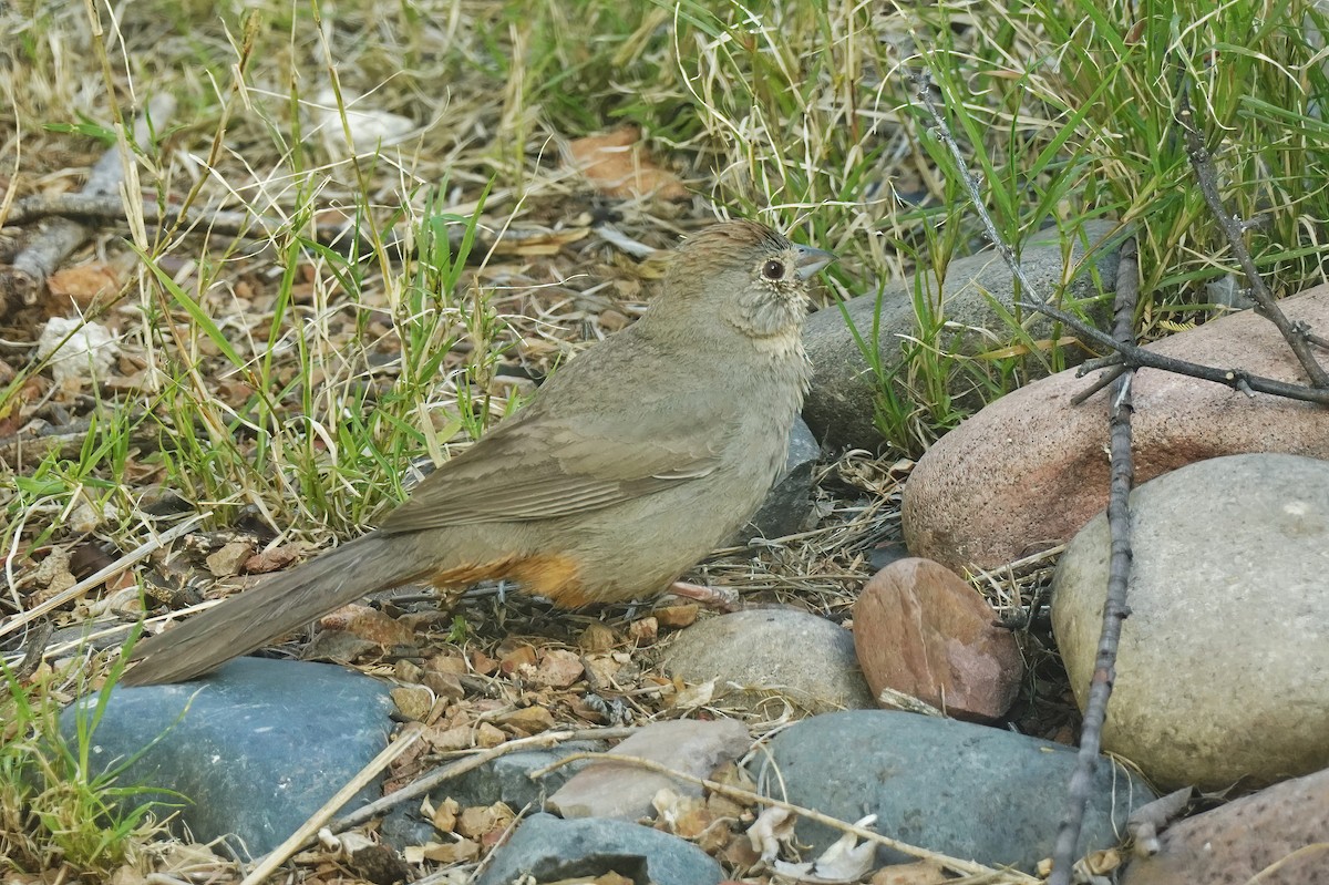 Canyon Towhee - Joanne Kimura