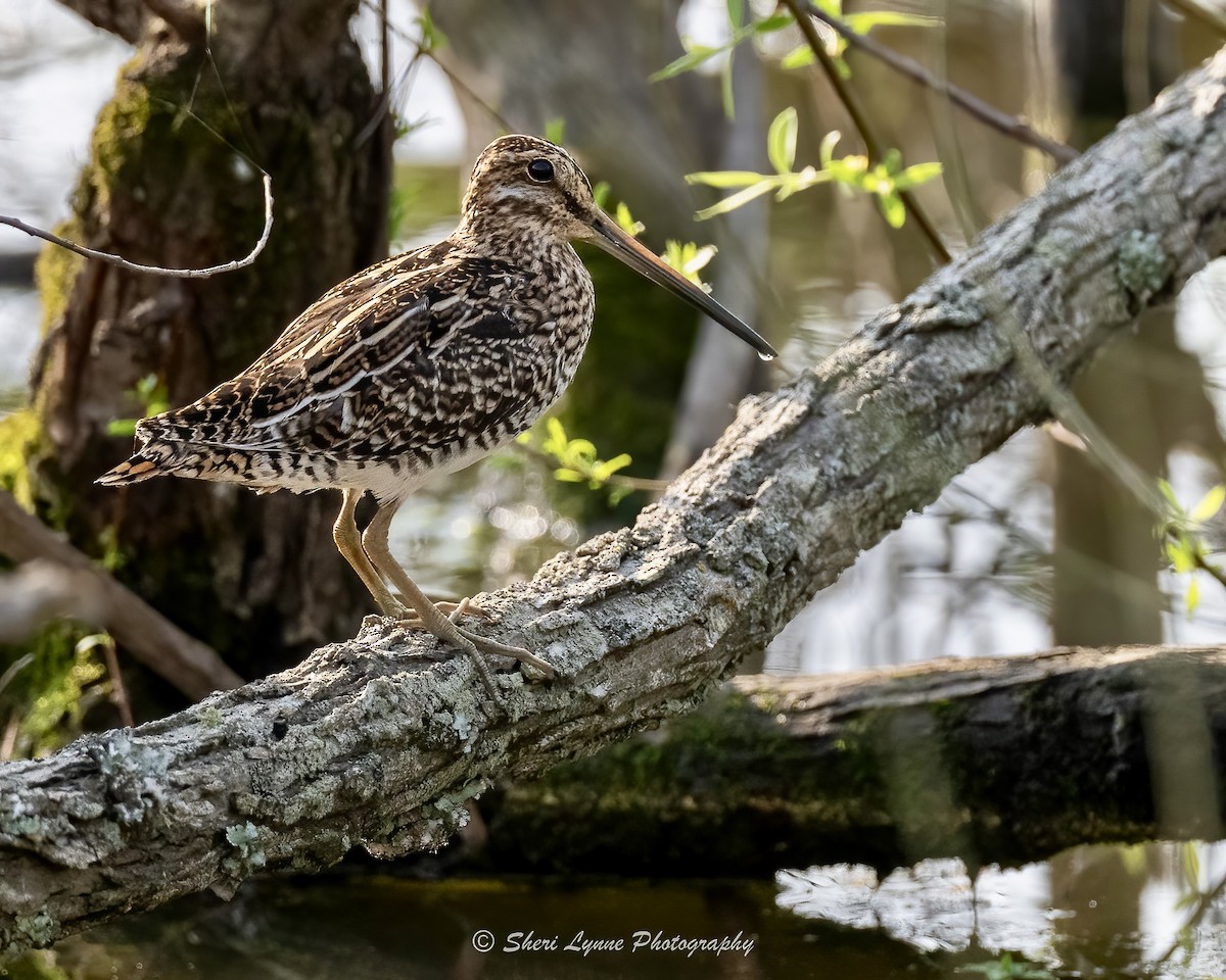 Wilson's Snipe - ML616865265