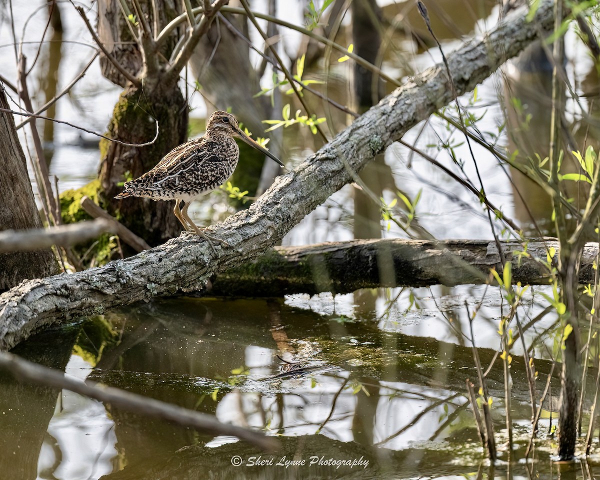 Wilson's Snipe - ML616865266