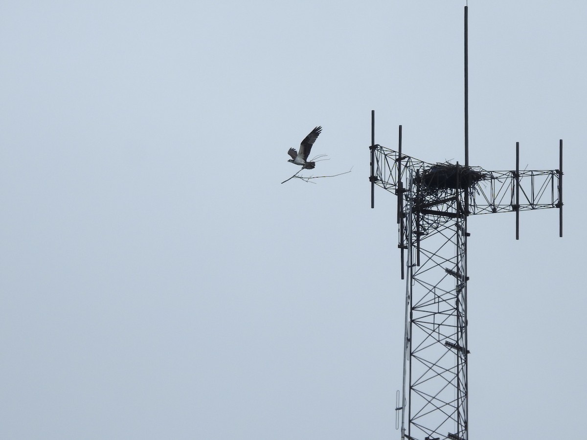 Osprey - Betsy MacMillan