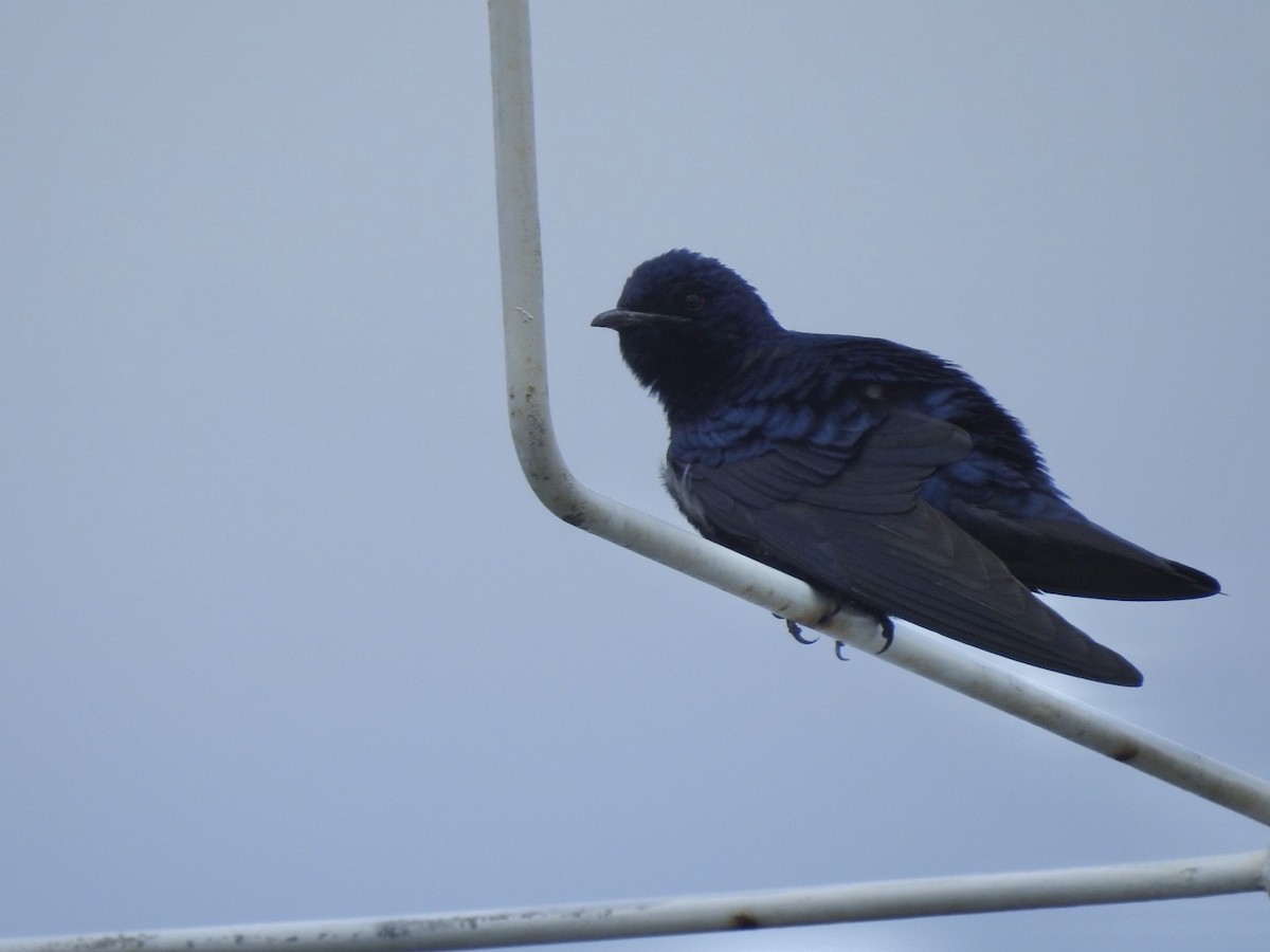 Golondrina Purpúrea - ML616865399