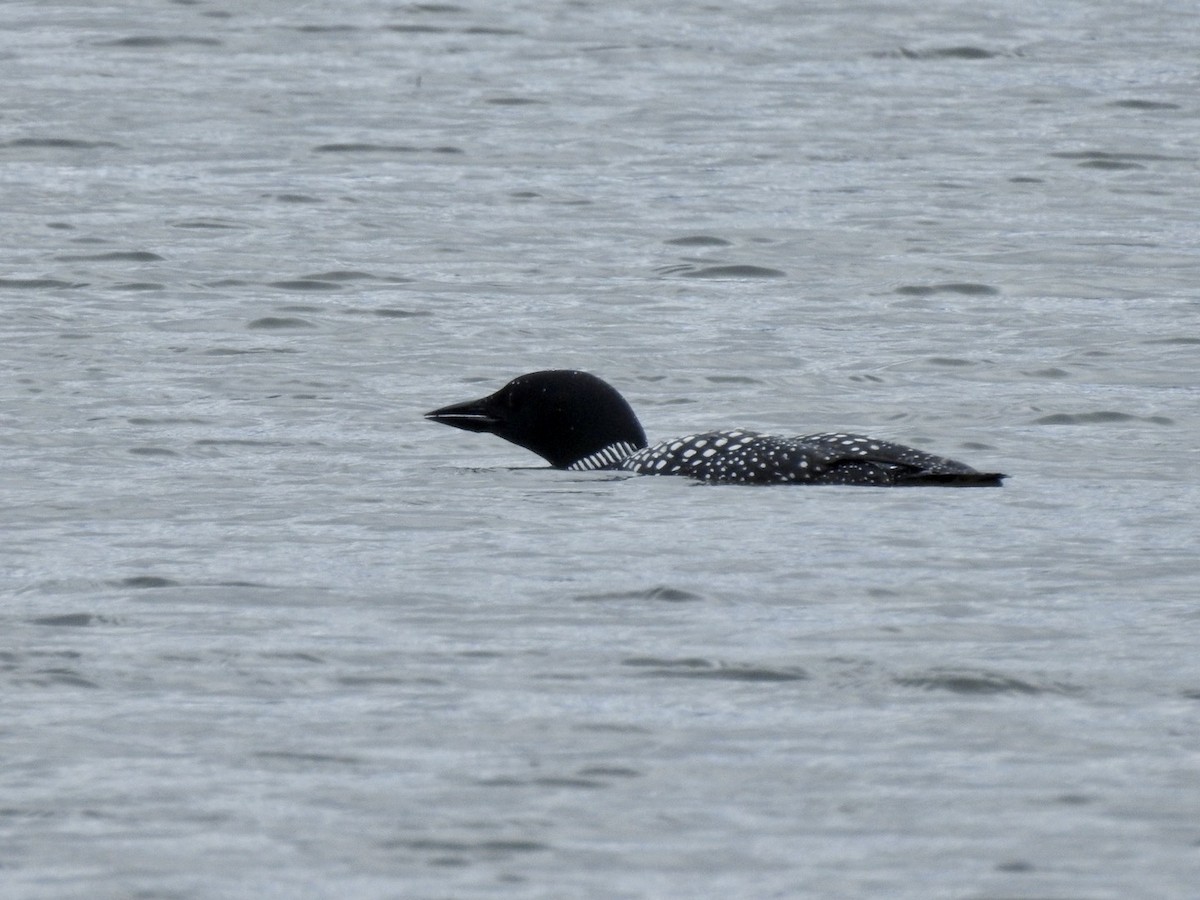 Common Loon - Betsy MacMillan