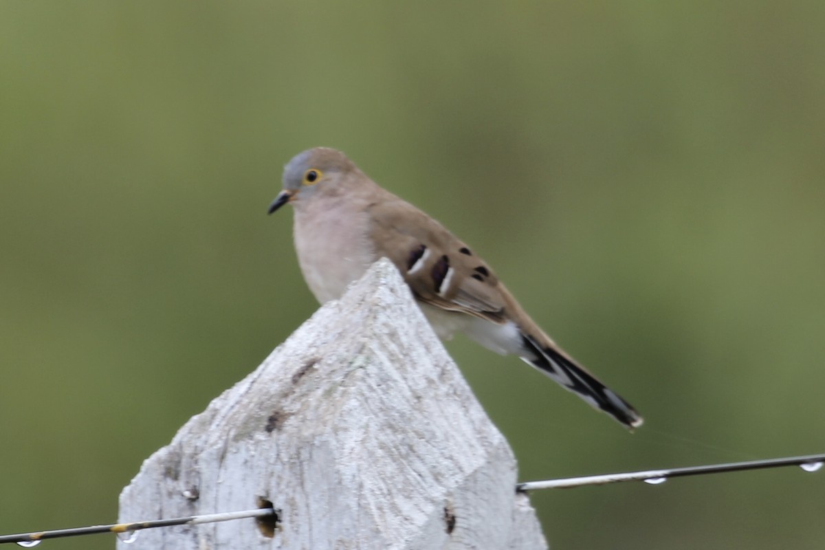 Long-tailed Ground Dove - Tim Cowley