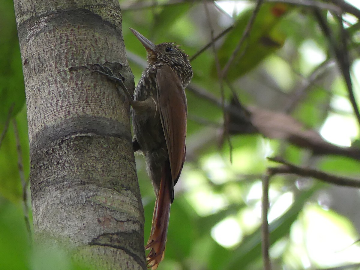 Striped Woodcreeper - ML616865485