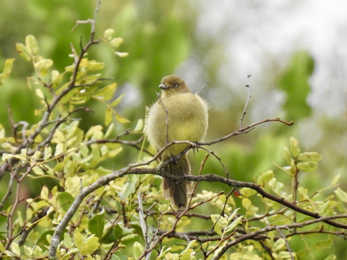 Sombre Greenbul - Nick Odio