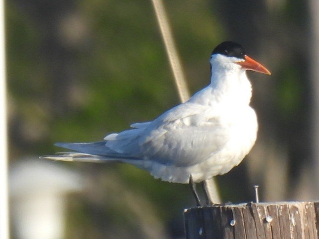 Royal Tern - A M