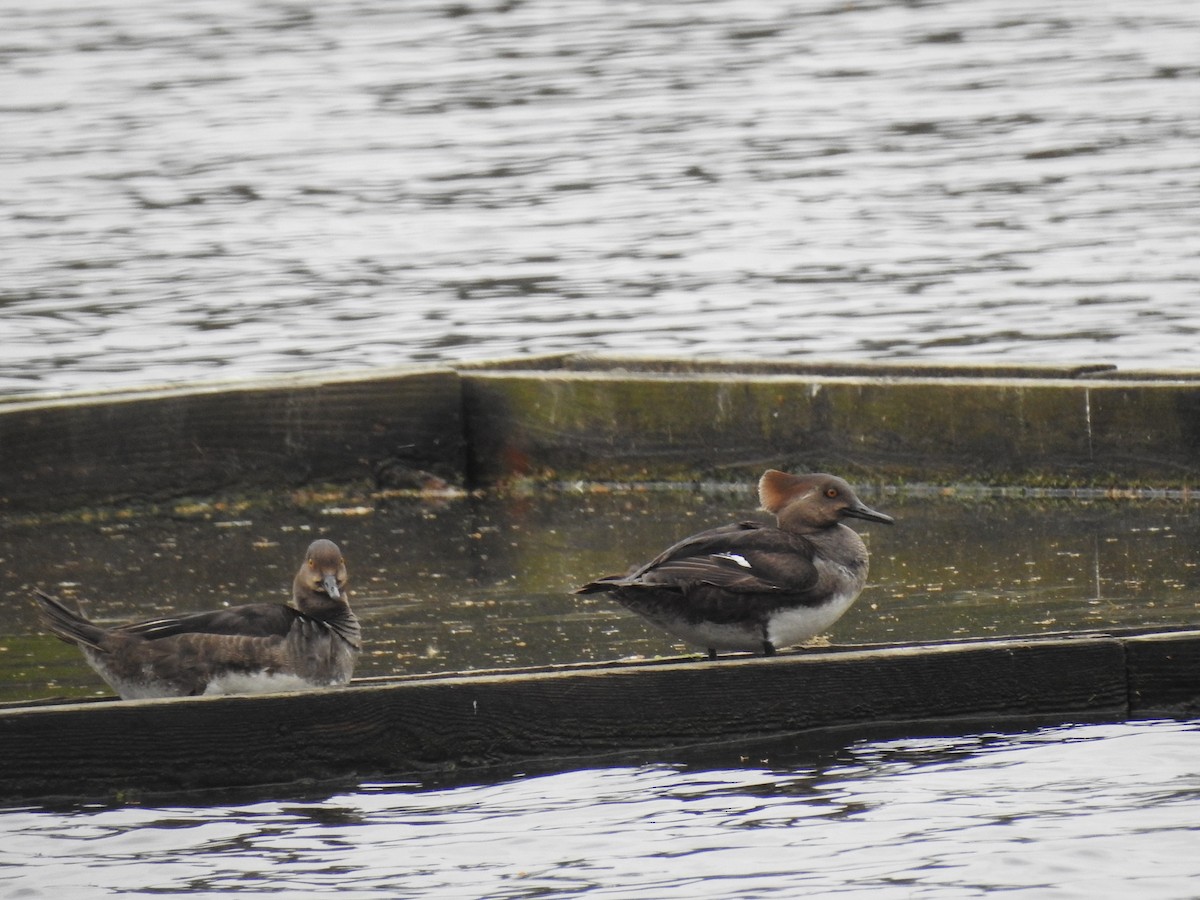 Hooded Merganser - ML616865653