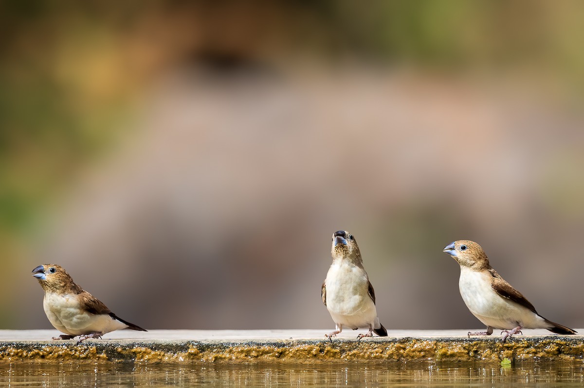 African Silverbill - Michael Ortner