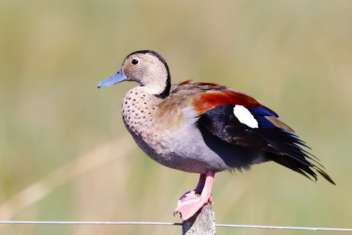 Ringed Teal - ML616865717