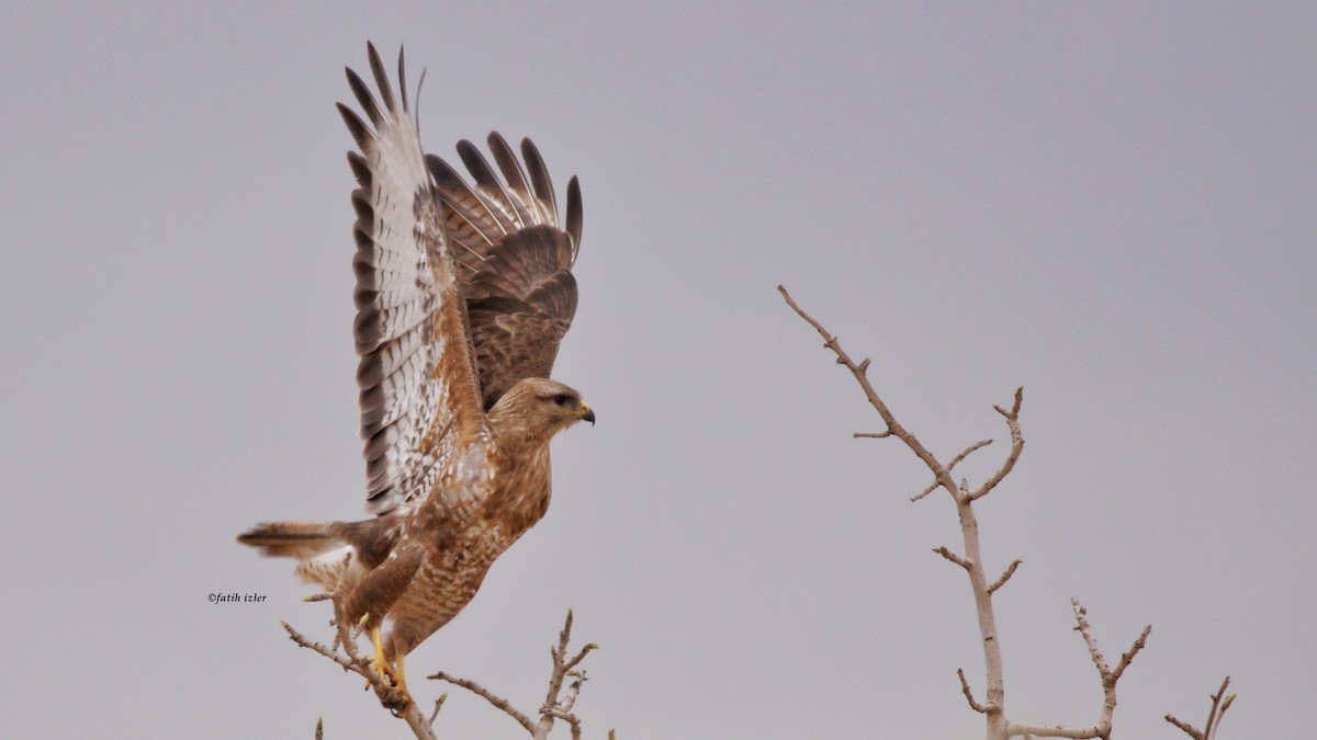 Buse variable (vulpinus/menetriesi) - ML616865765