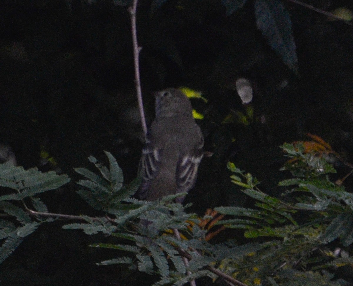 elaenia sp. (genus Elaenia) - Pablo G. Fernández🦅