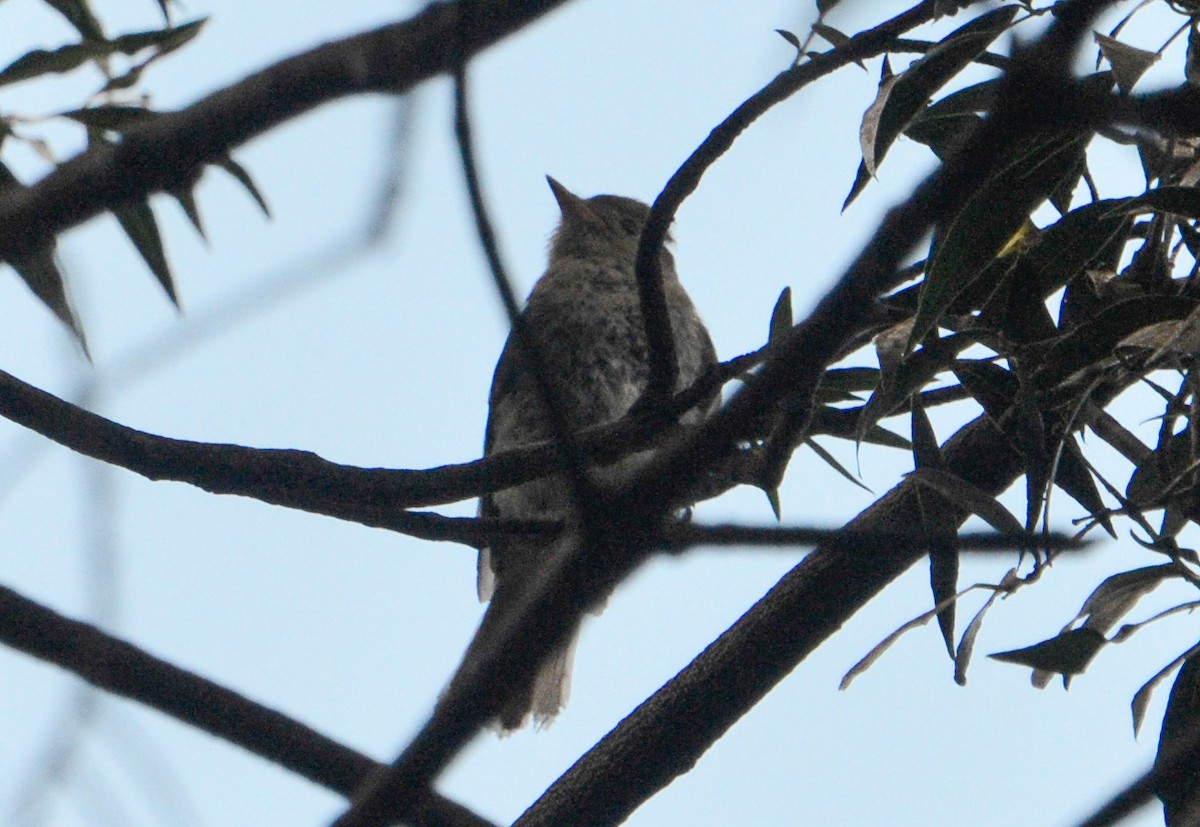 White-crested Elaenia - Pablo G. Fernández🦅