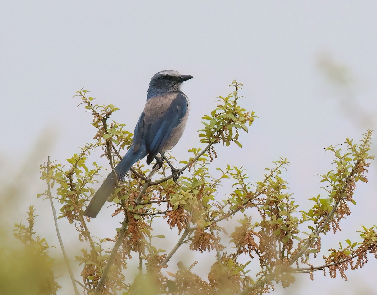 Florida Scrub-Jay - ML616865919