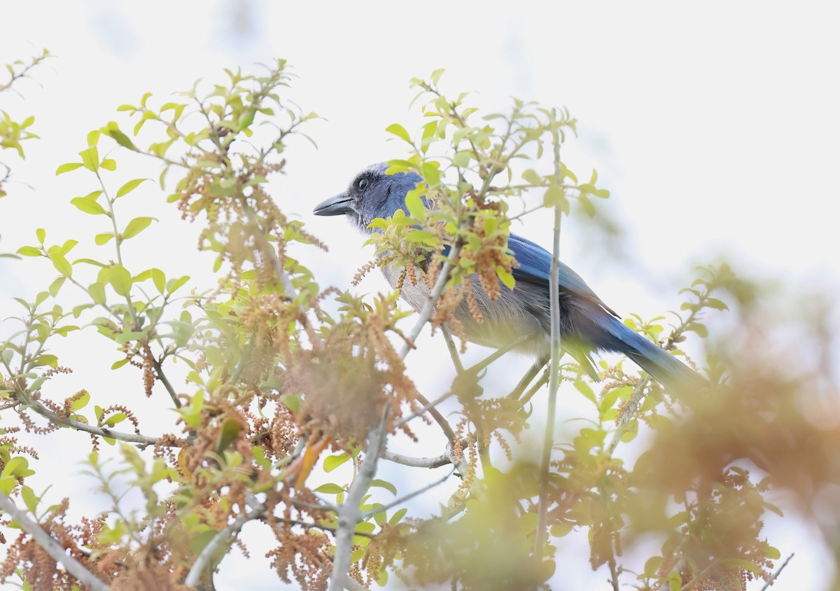 Florida Scrub-Jay - ML616865921