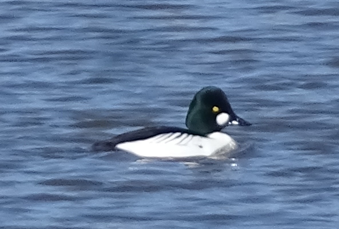 Common Goldeneye - ML616865928