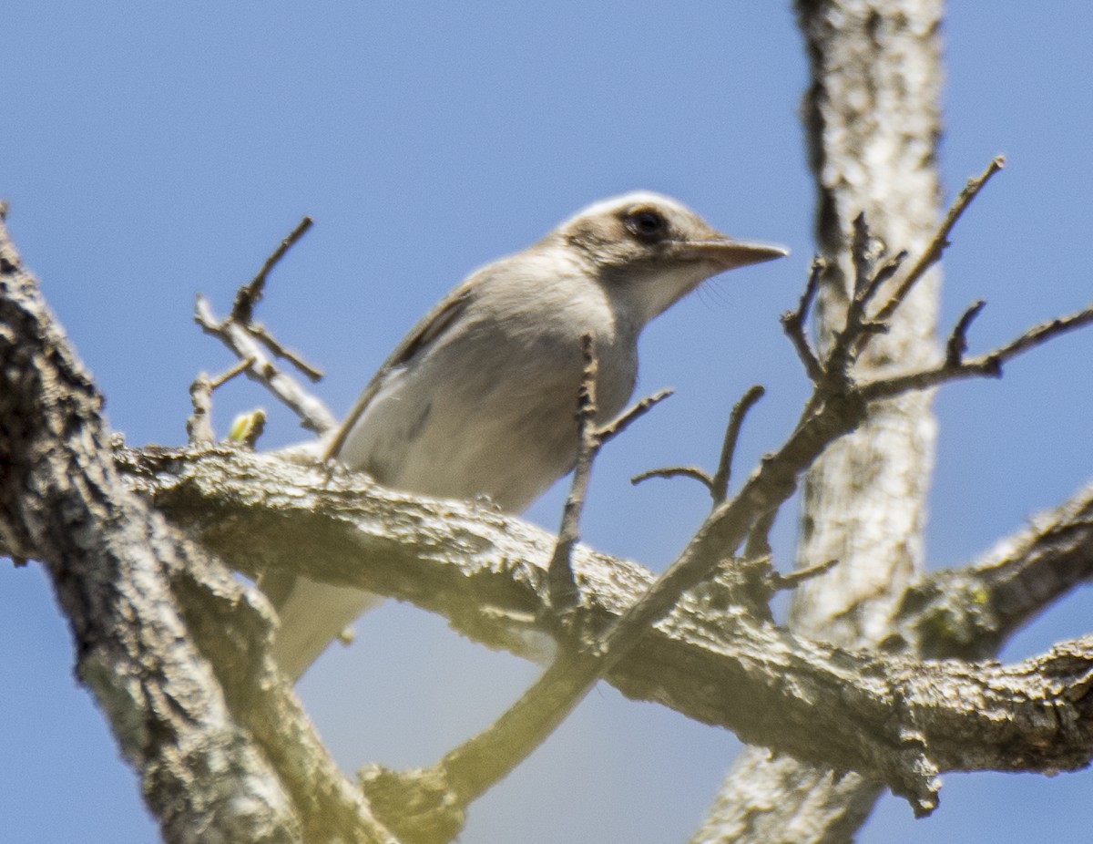 Common Woodshrike - ML616865997