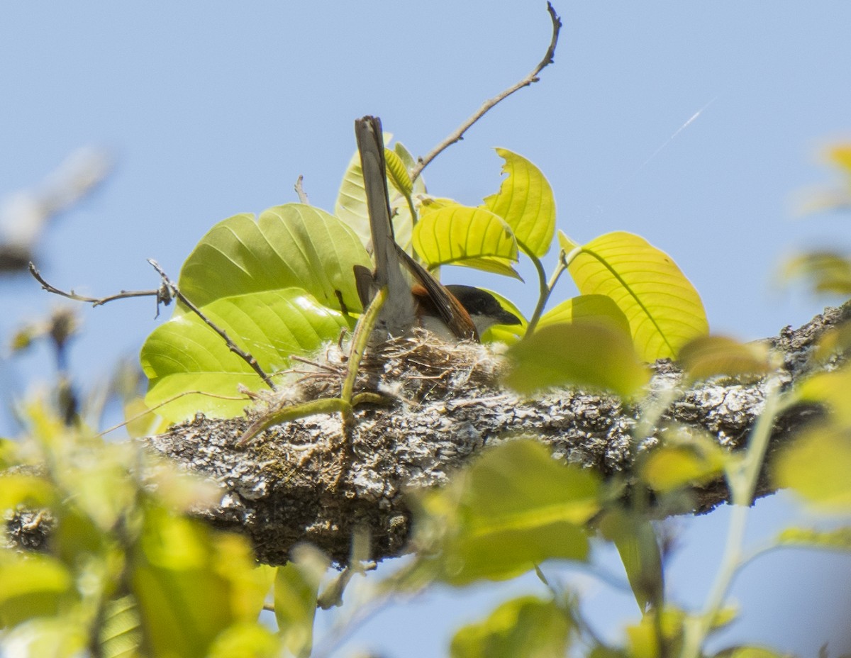 Burmese Shrike - ML616866004