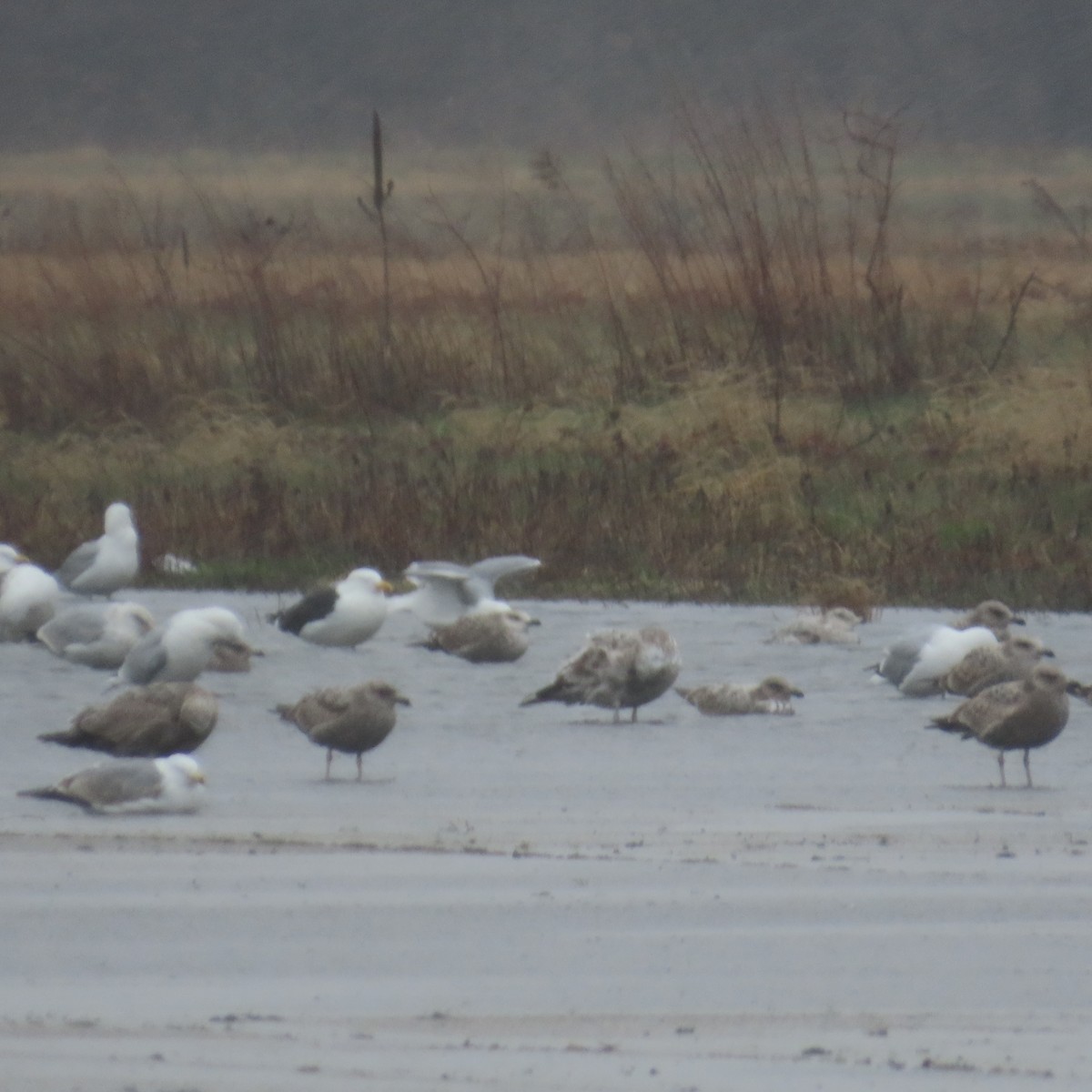 tanımsız Larus sp. - ML616866217