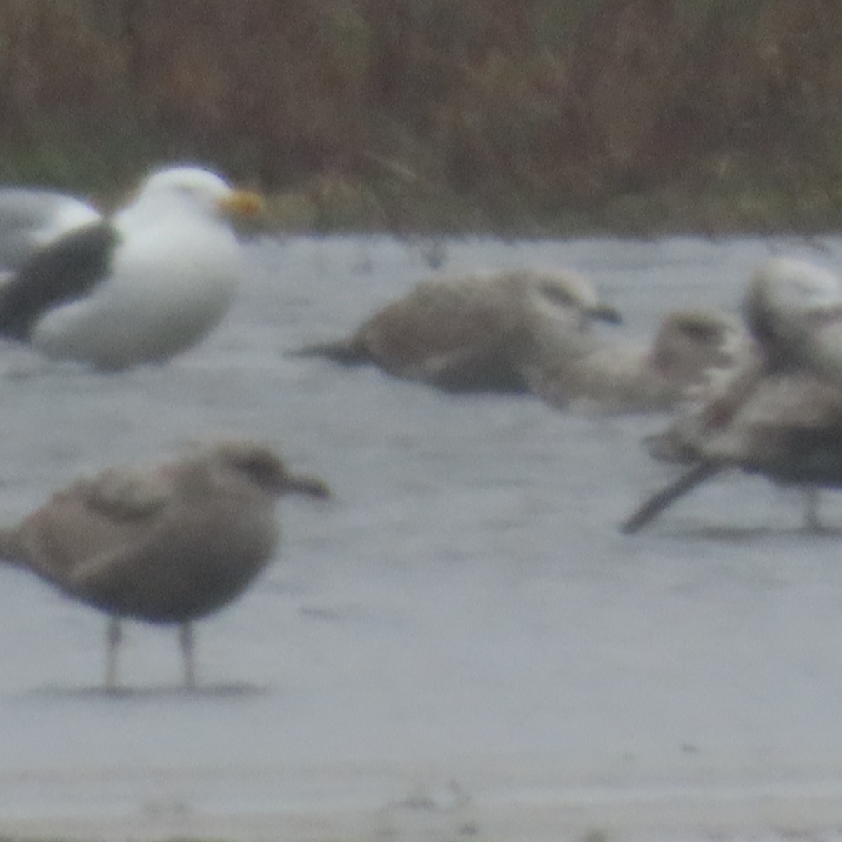 Larus sp. - Richard Fleming