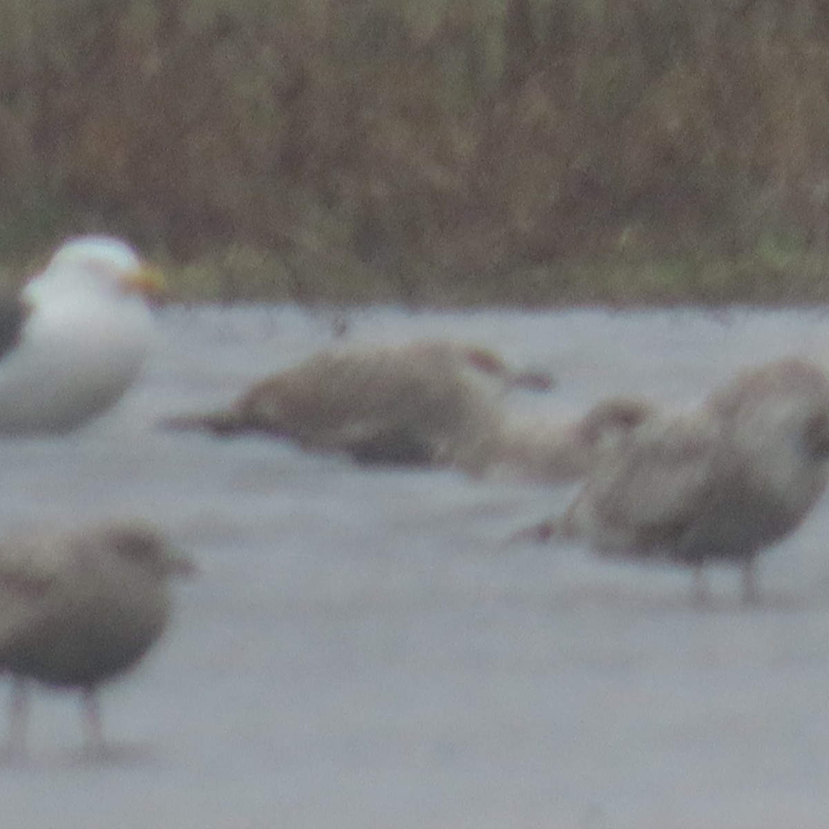 Larus sp. - Richard Fleming