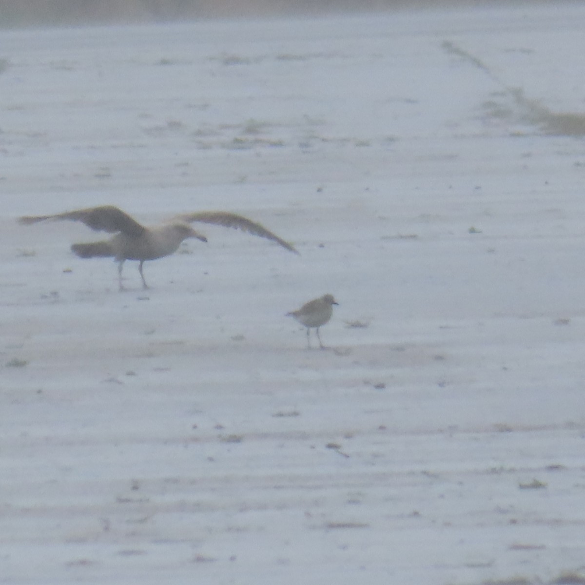 Black-bellied Plover - ML616866238