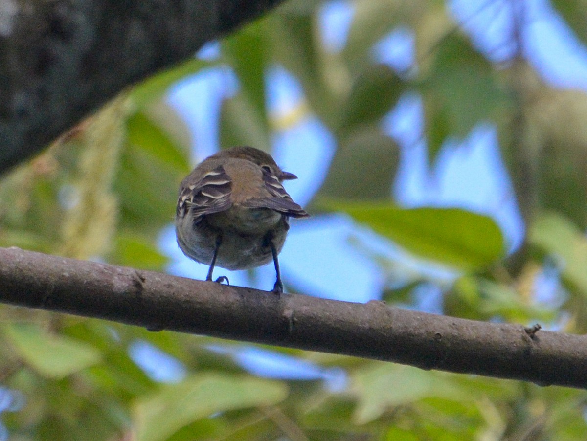 elaenia sp. (genus Elaenia) - Pablo G. Fernández🦅