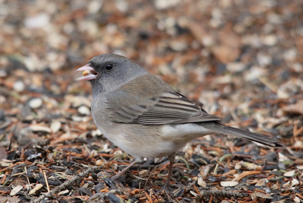 Dark-eyed Junco - ML616866277