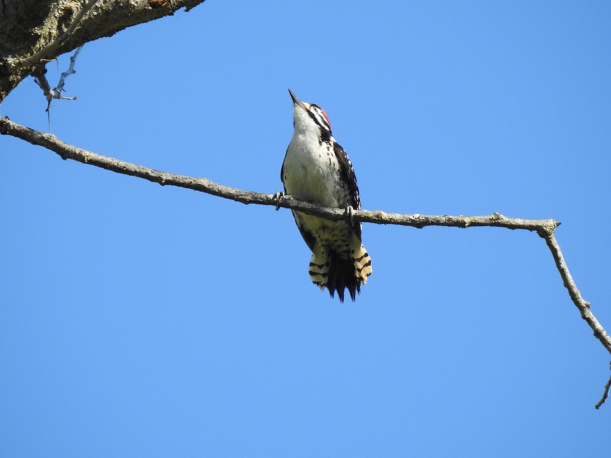 Nuttall's Woodpecker - ML616866318