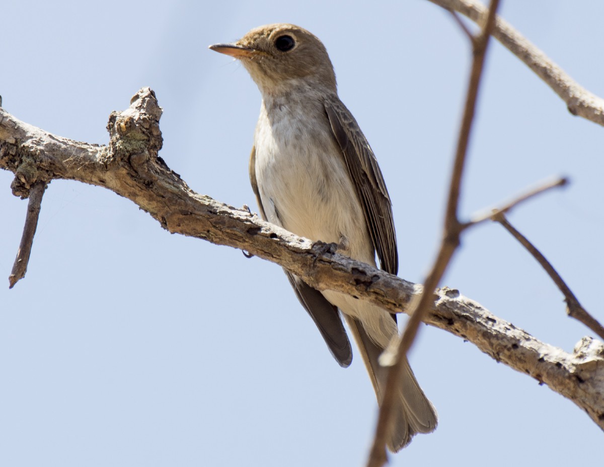 Dark-sided Flycatcher - ML616866330