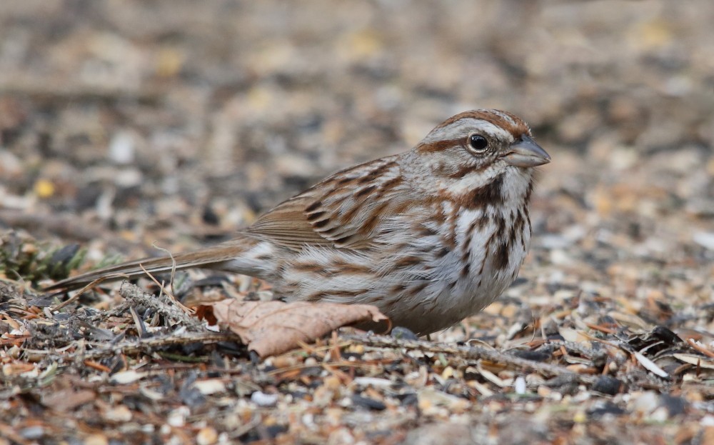 Song Sparrow - ML616866335