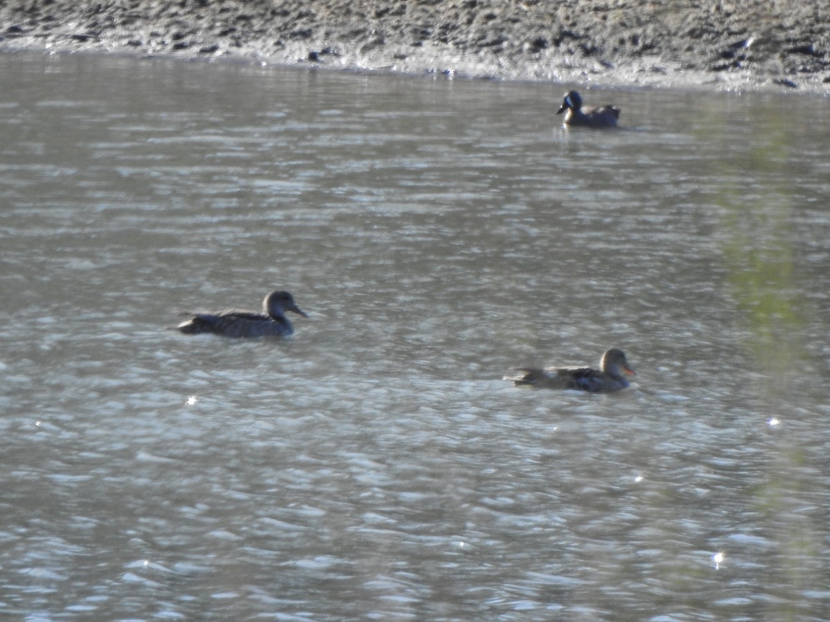 Canard chipeau - ML616866341