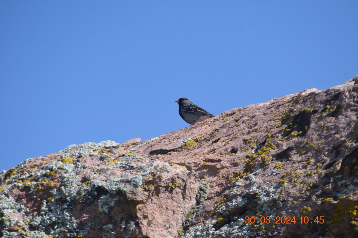 Mourning Sierra Finch - Reynaldo Valdivia Reyes