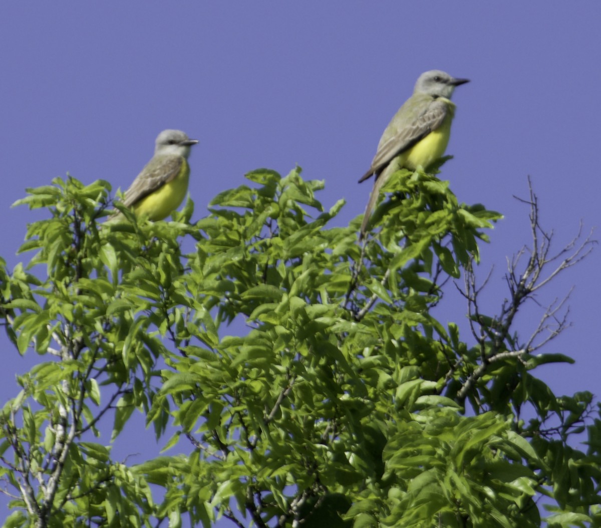 Couch's Kingbird - ML616866374