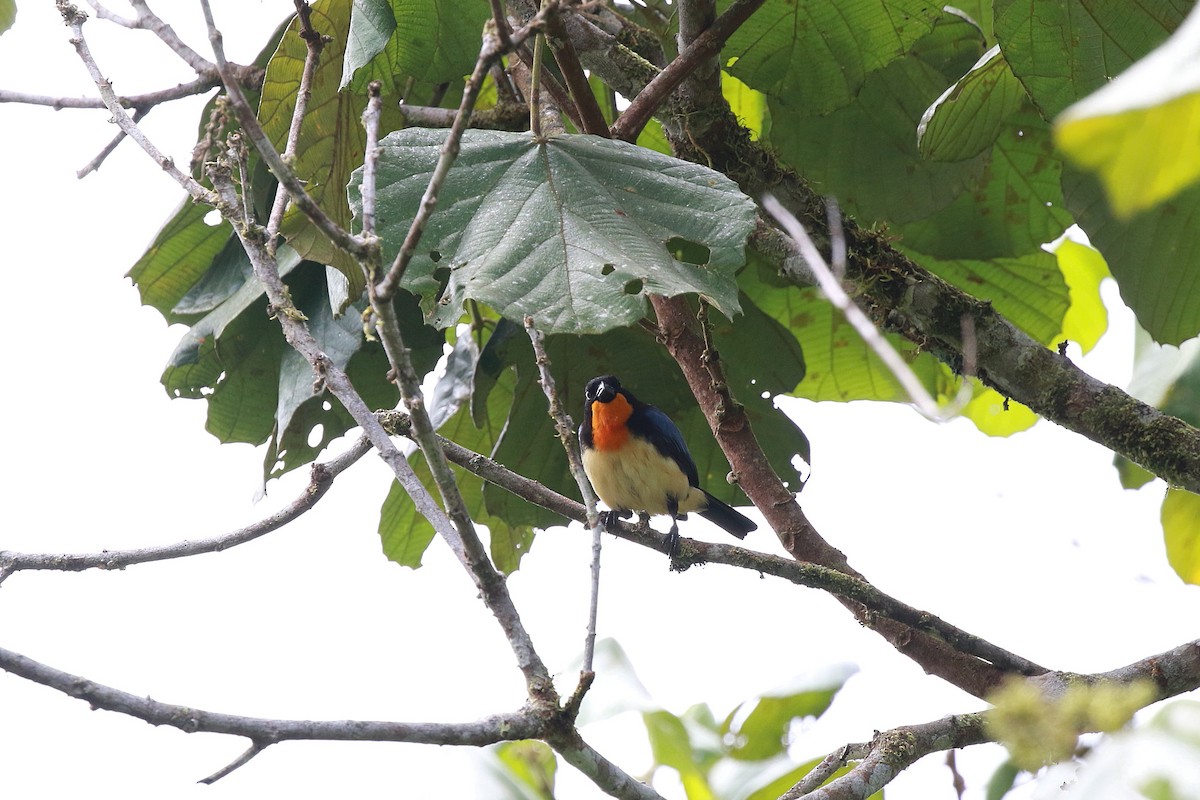 Orange-throated Tanager - ML616866382