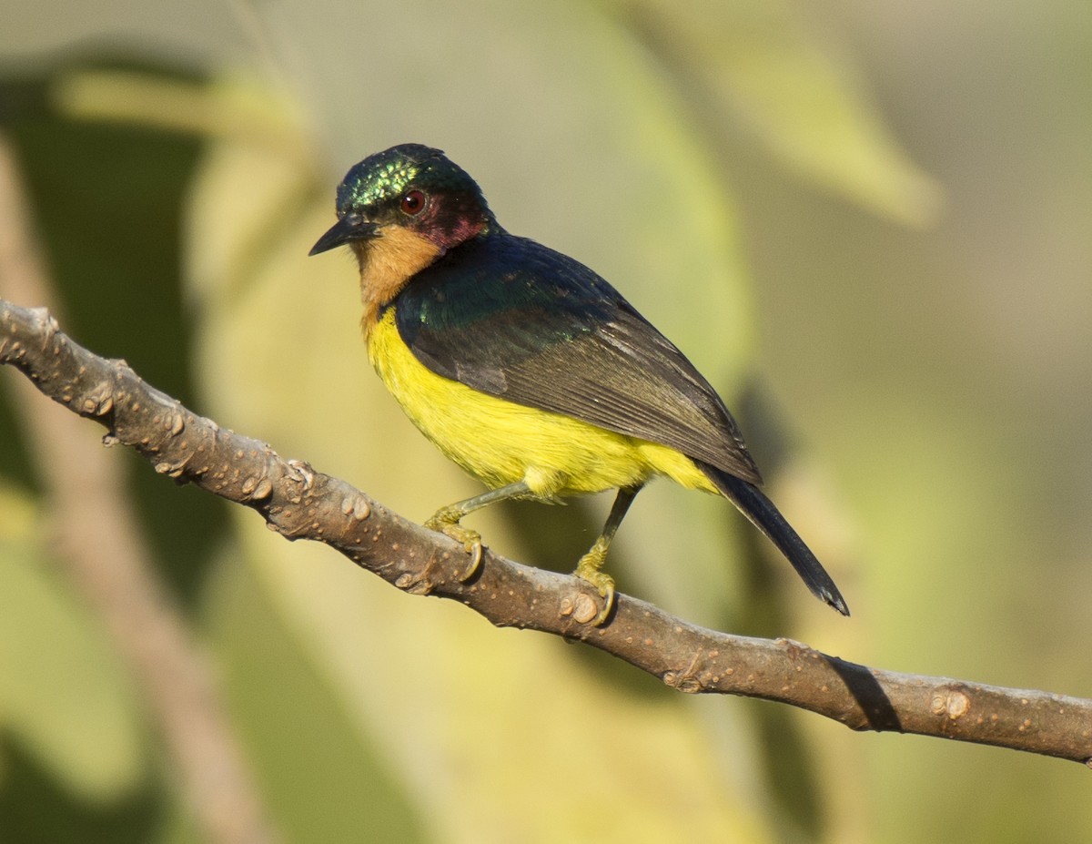 Ruby-cheeked Sunbird - ML616866392